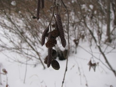 Alnus incana