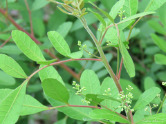 Schinus terebinthifolia terebinthifolia