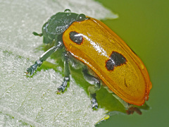 Clytra quadripunctata