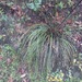 Echinoagave tenuifolia - Photo (c) Carlos G Velazco-Macias, some rights reserved (CC BY-NC), uploaded by Carlos G Velazco-Macias