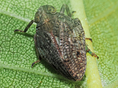 Issus coleoptratus
