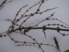 Lycopus europaeus