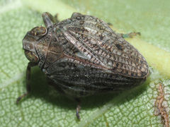 Issus coleoptratus