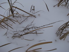 Lycopus europaeus