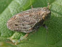 Issus coleoptratus