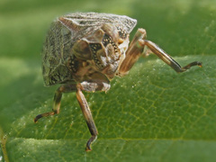 Issus coleoptratus