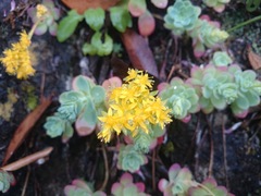 Sedum palmeri