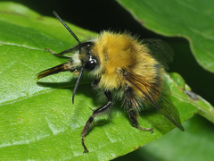 Bombus pratorum
