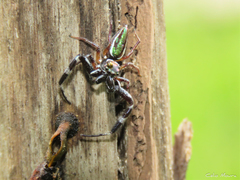 Lurio conspicuus