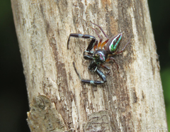 Lurio conspicuus