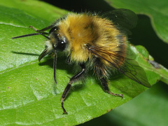 Bombus pratorum