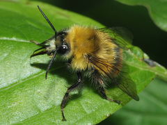 Bombus pratorum