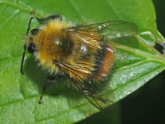 Bombus pratorum