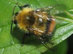 Bombus pratorum