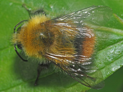 Bombus pratorum