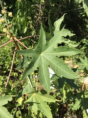 Ricinus communis