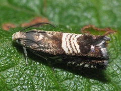 Grapholita compositella