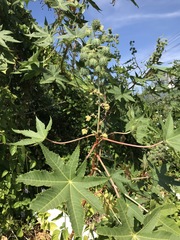 Ricinus communis