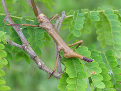 Stiphra robusta