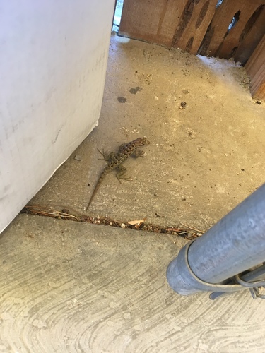 iNaturalist observation photo of Desert Spiny Lizard