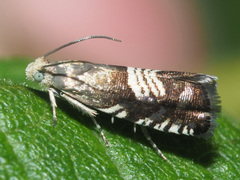Grapholita compositella