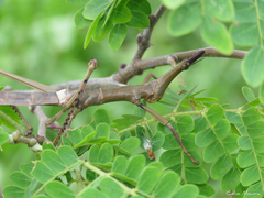Stiphra robusta