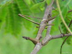Stiphra robusta