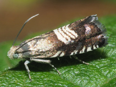 Grapholita compositella