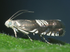 Grapholita compositella