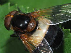 Volucella pellucens