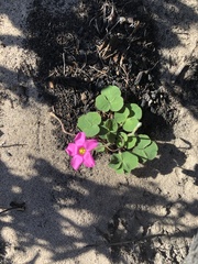 Oxalis imbricata violacea
