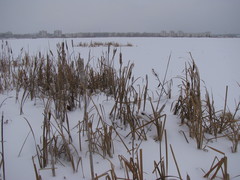Typha latifolia