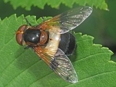 Volucella pellucens