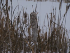 Typha latifolia