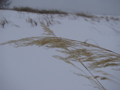 Calamagrostis