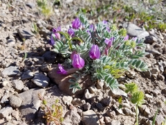 Astragalus inflexus