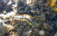 Hermodice carunculata