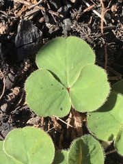 Oxalis imbricata violacea