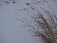 Calamagrostis