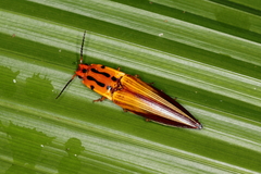 Semiotus intermedius