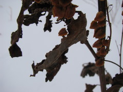 Tracheophyta