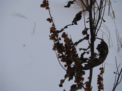 Tracheophyta