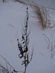 Tracheophyta