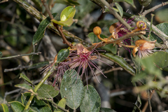 Capparis zeylanica