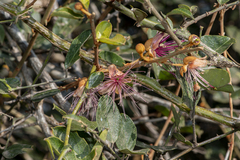 Capparis zeylanica