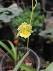 Oncidium graminifolium