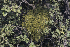 Viscum articulatum