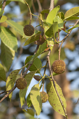 Neolamarckia cadamba