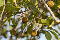 Neolamarckia cadamba