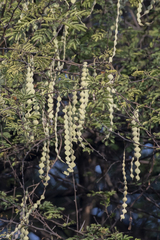 Vachellia nilotica